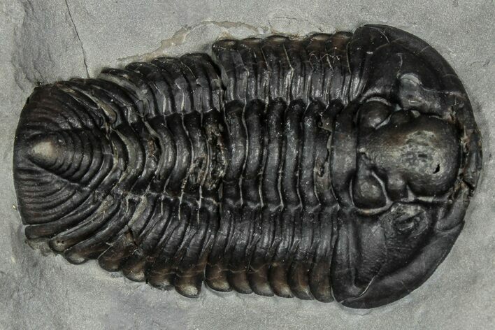Calymene Niagarensis Trilobite Fossil - New York #357072